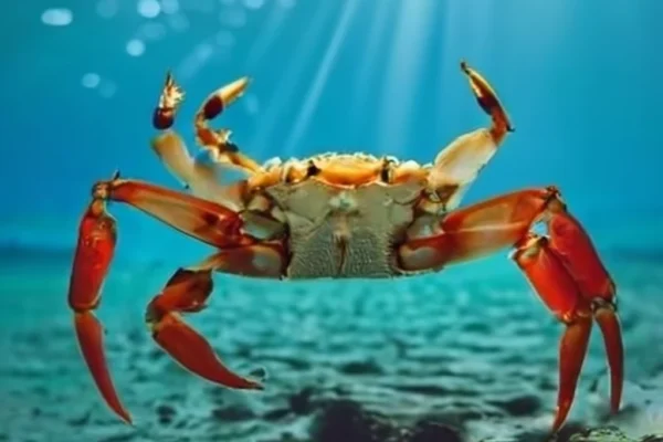 What Do Crabs Eat in the Ocean.