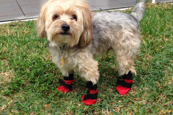 How to Choose Shoes for Dogs?