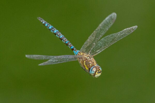 Facts About Dragonflies