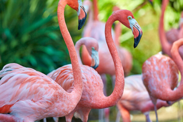 What Do Flamingos Eat?