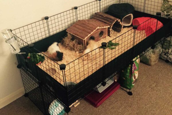 Cleaning a Guinea pig’s cage.