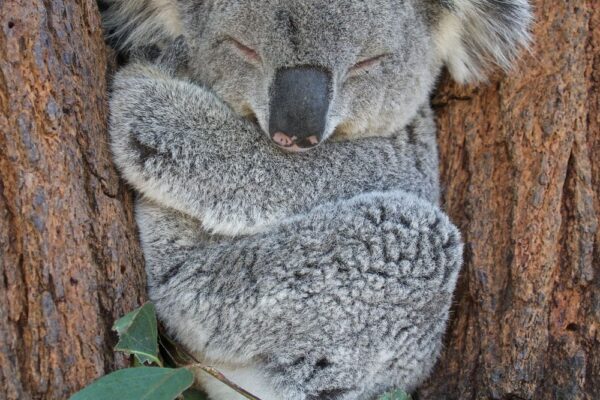 Koala Bear: Sleepy Tree Dweller