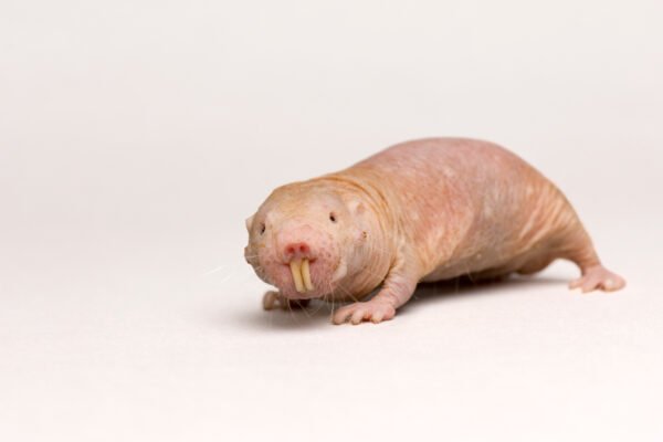 Rodents With No Tails: Nature’s Quirky Exception