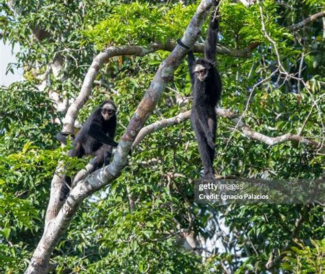 Facts About Spider Monkeys