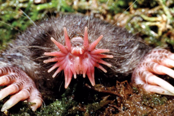 Top 10 Weirdest Animals on Earth