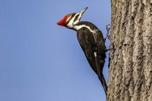 Fascinating Facts About Woodpeckers Pecking.
